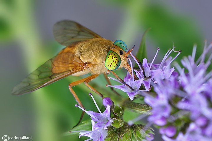 Silvius alpinus