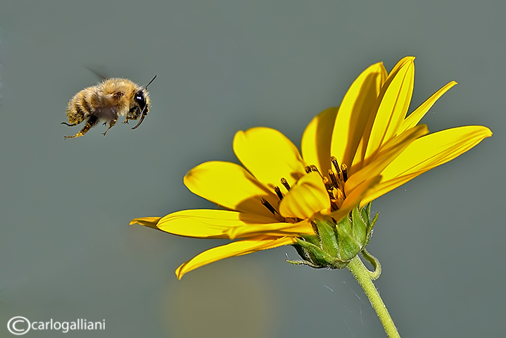 Hymenoptera sp.