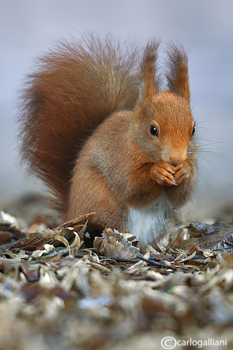  Red squirrel -  (Sciurus vulgaris)