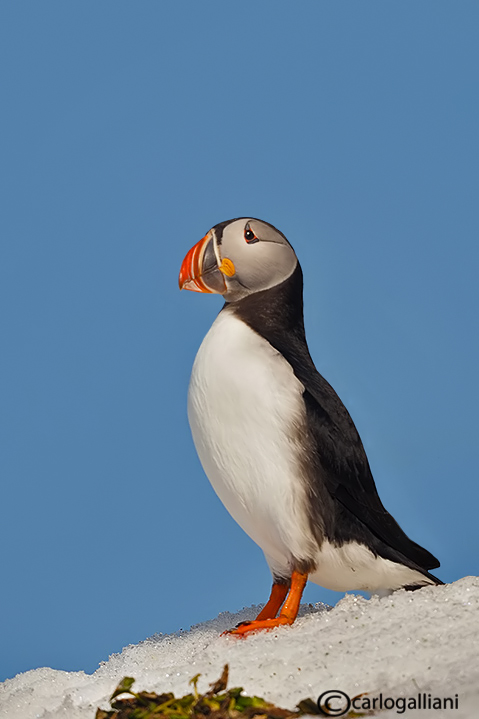 Pulcinella di mare-Atlantic Puffin (Fratercula arctica)