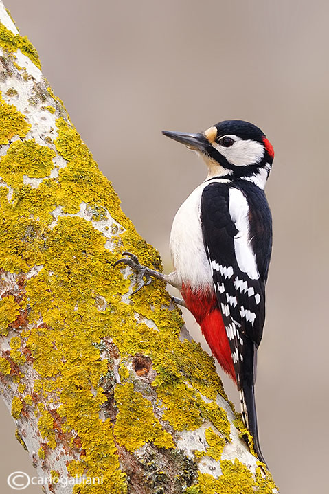 Picchio rosso maggiore-Great Spotted Woodpecker (Dendrocopos major))