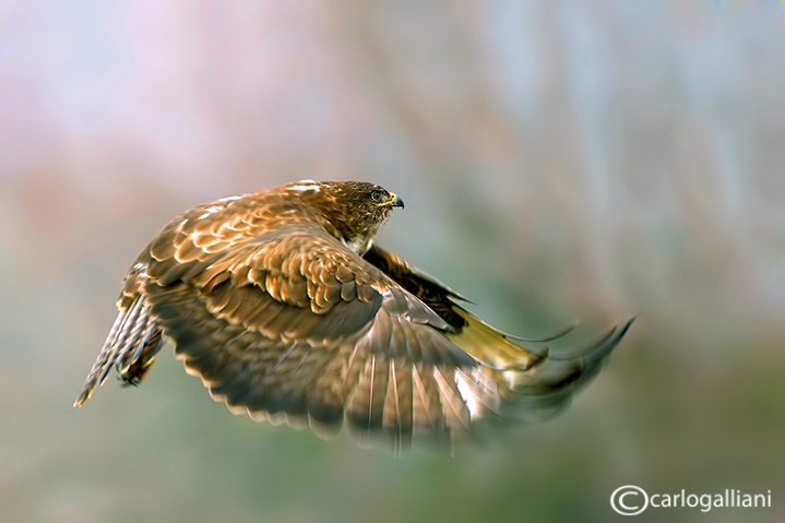 Poiana-Common Buzzard (Buteo buteo)