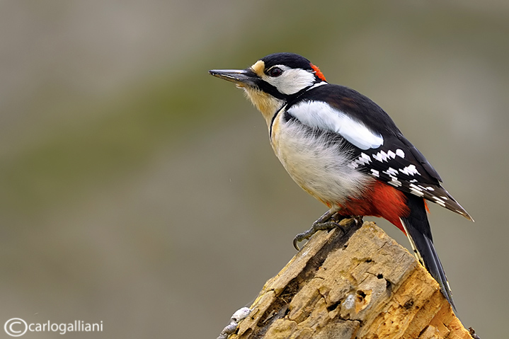 Picchio rosso maggiore-Great Spotted Woodpecker (Dendrocopos major))