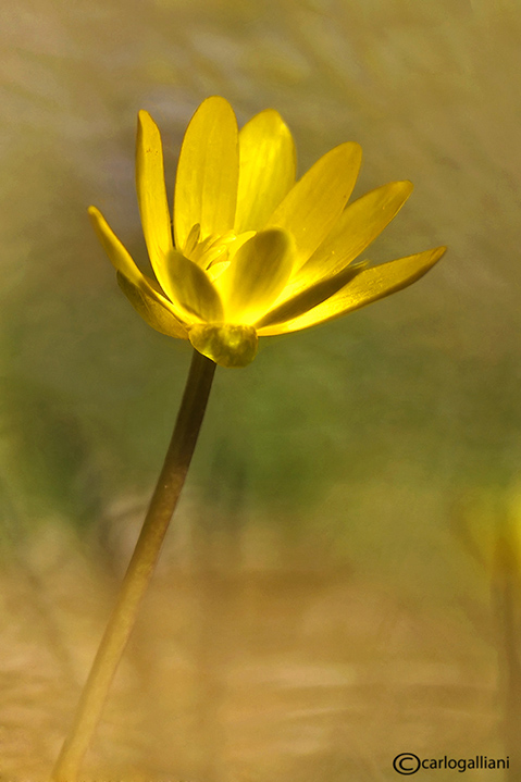 Ranunculus ficaria