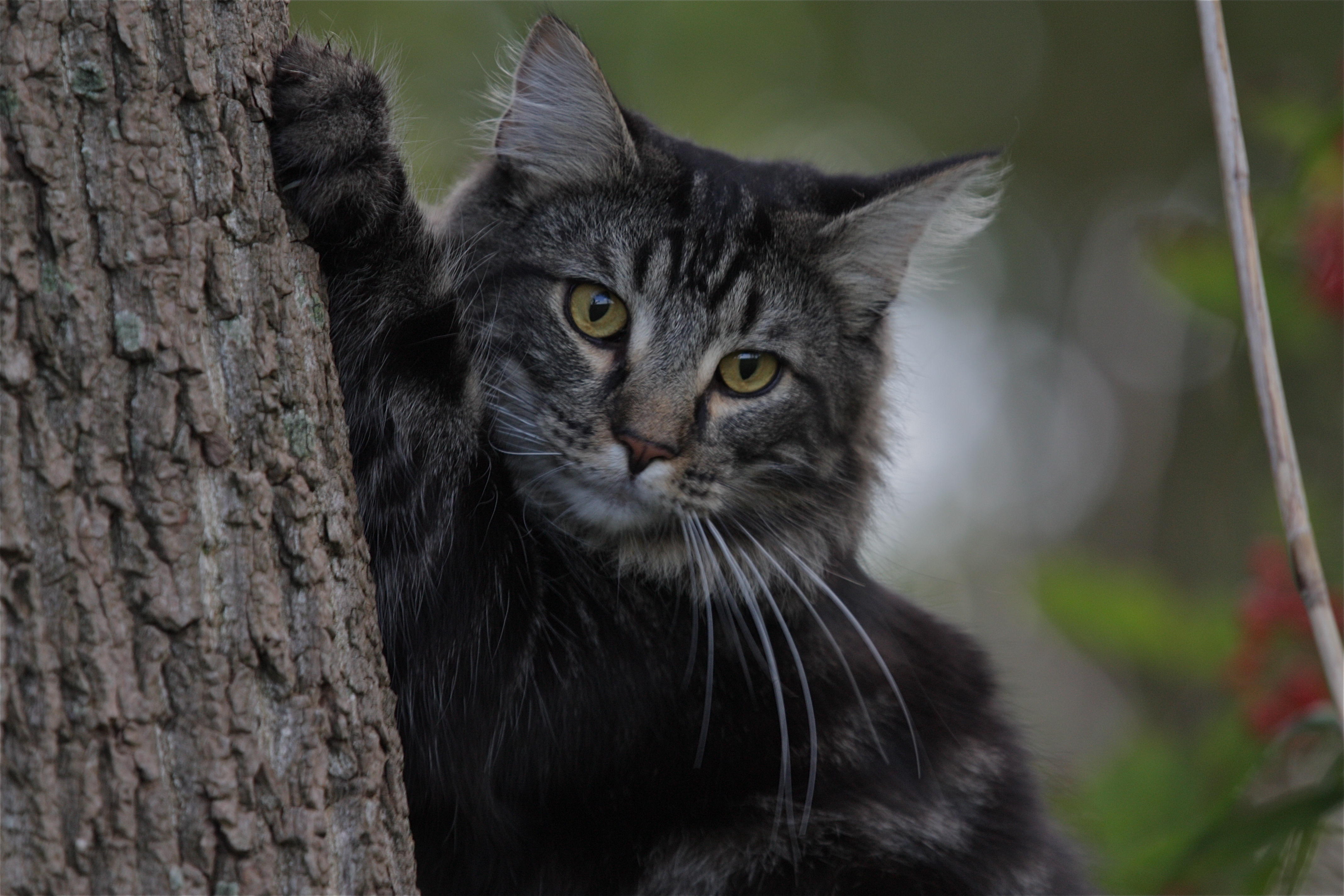  tree climbing