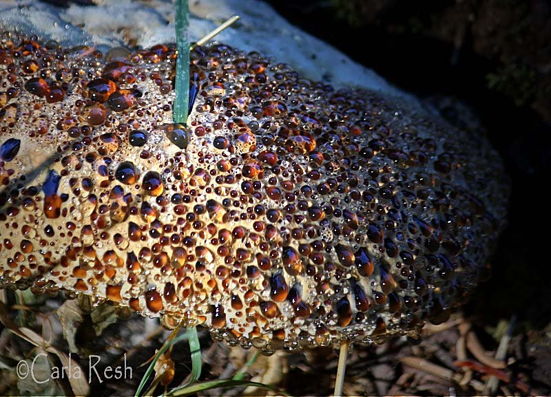 Fungus with Morning Dew