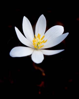blood_root