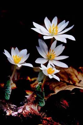 Blood Root