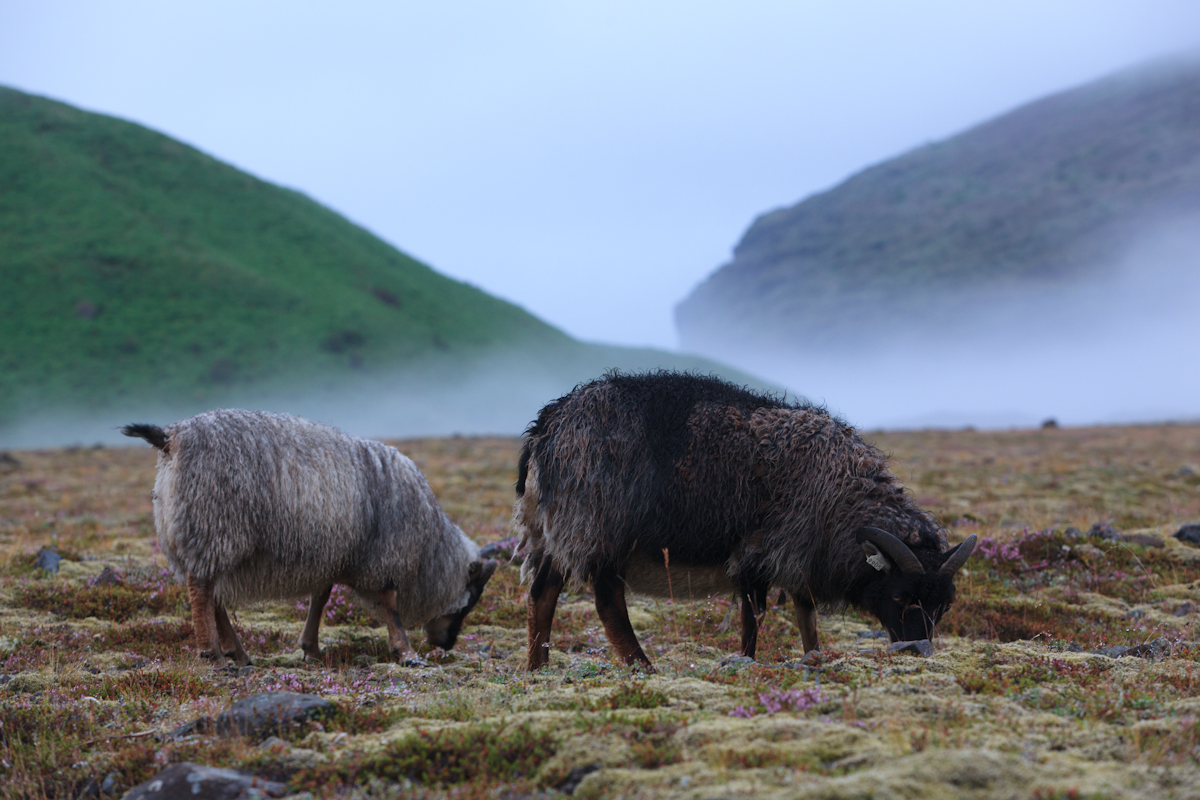 W-2012-08-05 -1621- Islande - Photo Alain Trinckvel.jpg