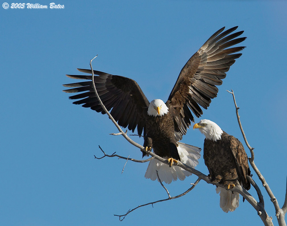 Bald Eagles 12_15_05.jpg