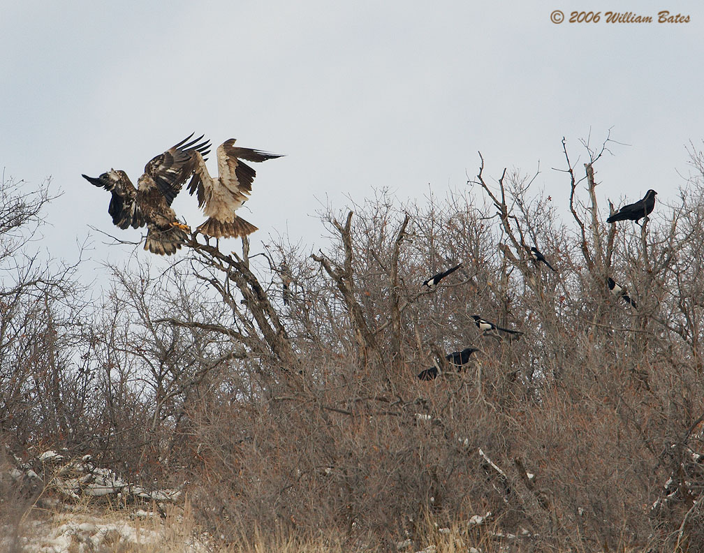 Eagles 01_17_06.jpg