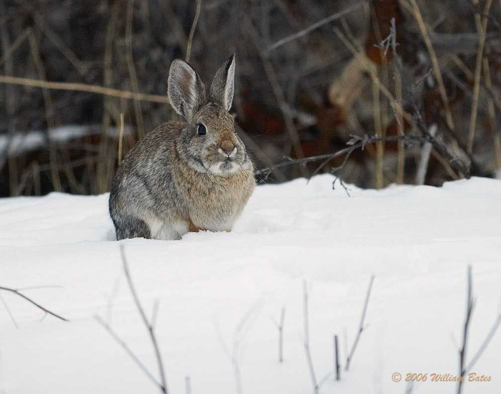 Cotton Tail Rabbit 01_17_06.jpg