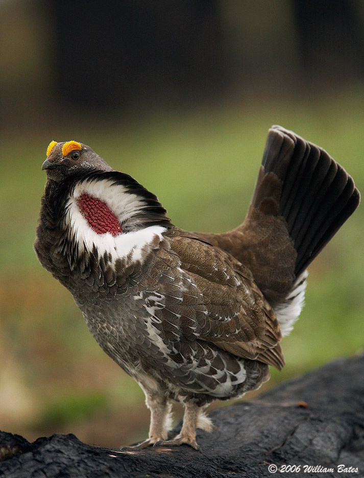 Blue Grouse 05_19_06.jpg