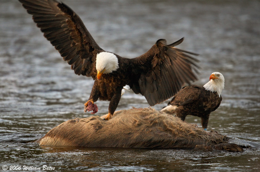 Bald Eagle Baby Food 05_20_06.jpg