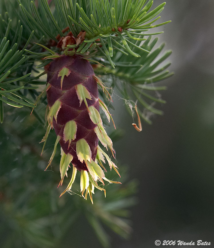 Pine Cone.jpg