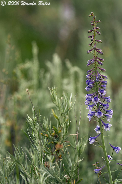 Flower and Pine.jpg