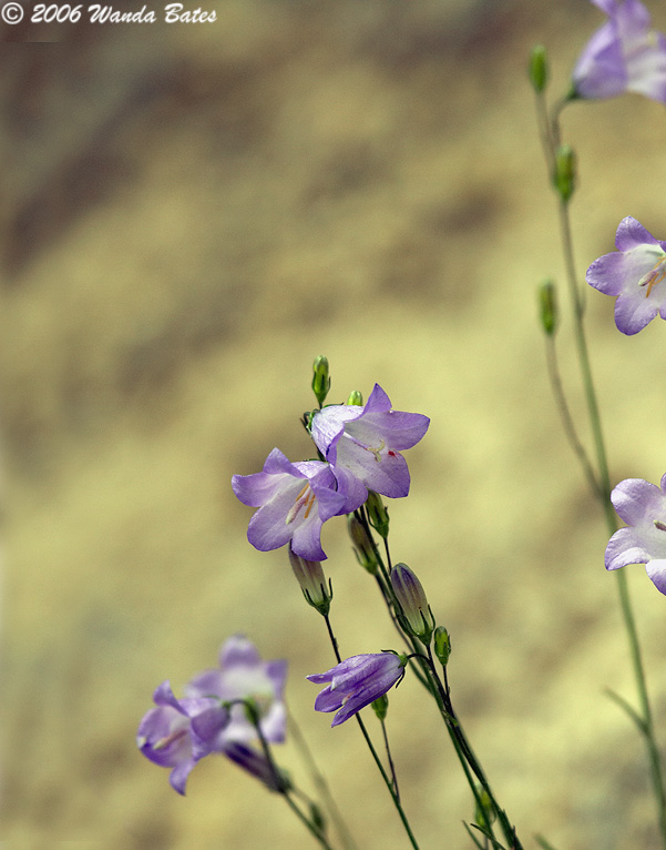 Purple Against Yellow.jpg