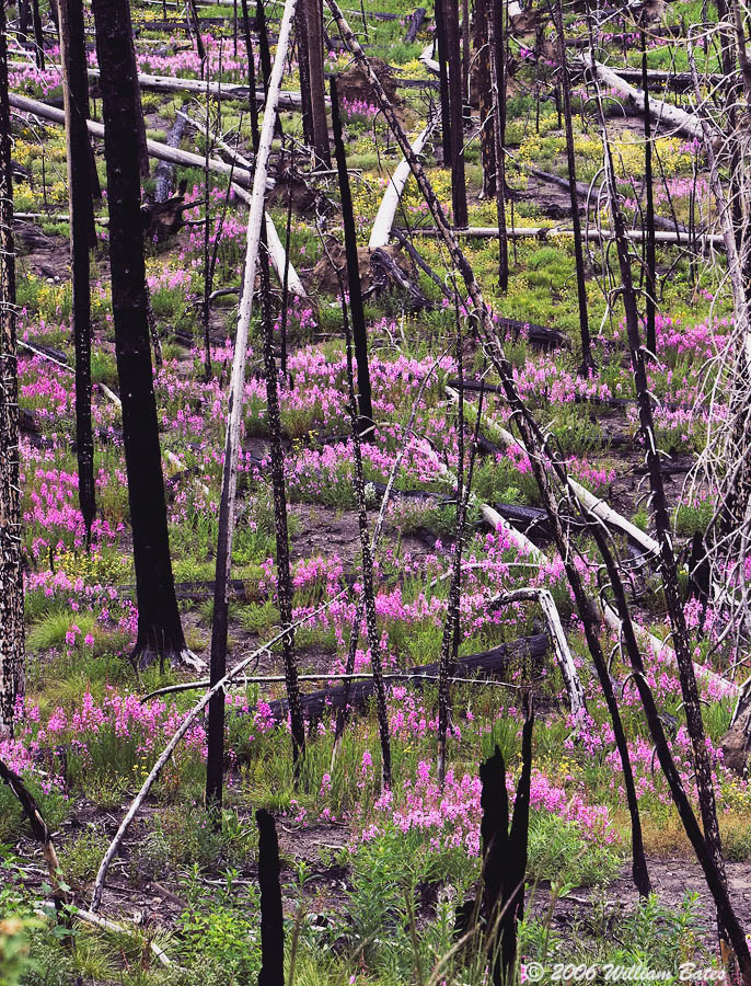 After The Fire.jpg