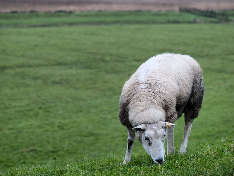 Sheep