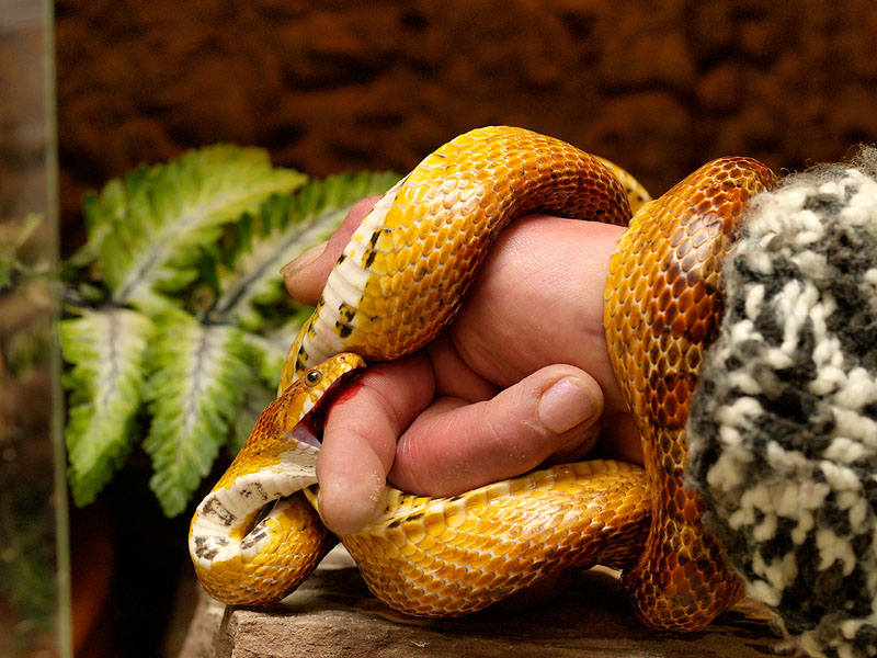 Bloody Snake Attack