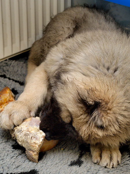 Big Bone