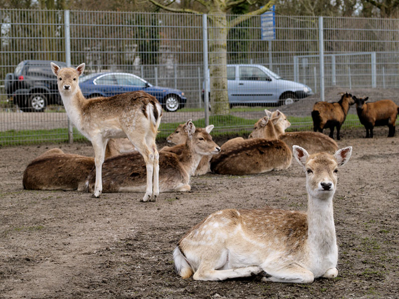 Deer