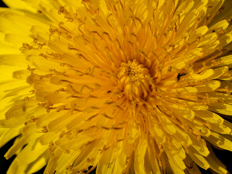 Yellow Explosion