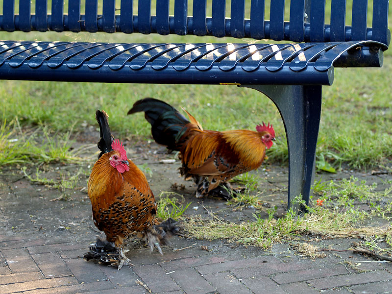 Dumped Cocks