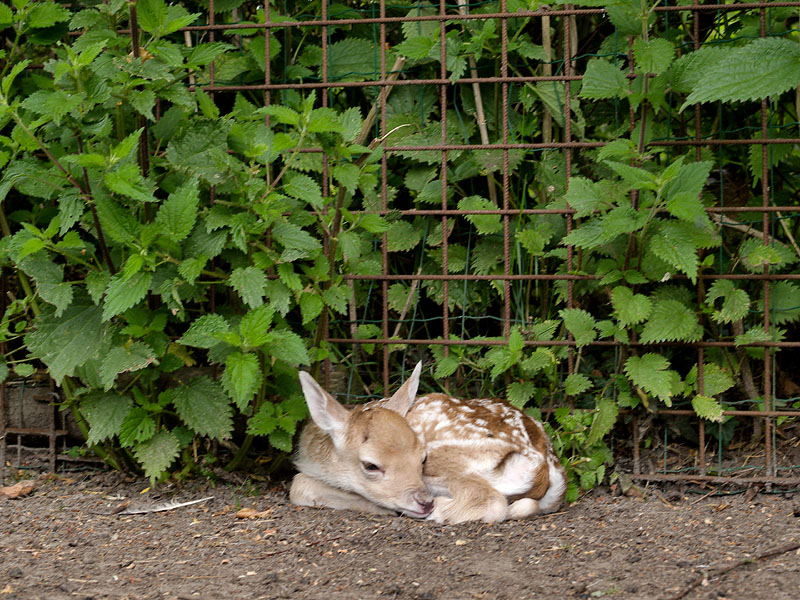 First Newborn Deer This Year