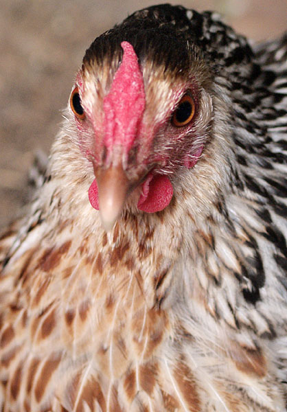 Hen 