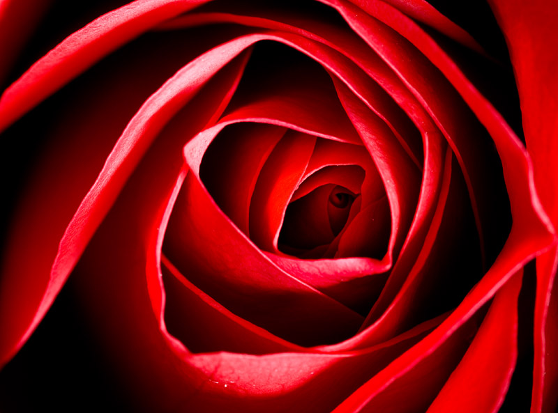 red rose.jpg