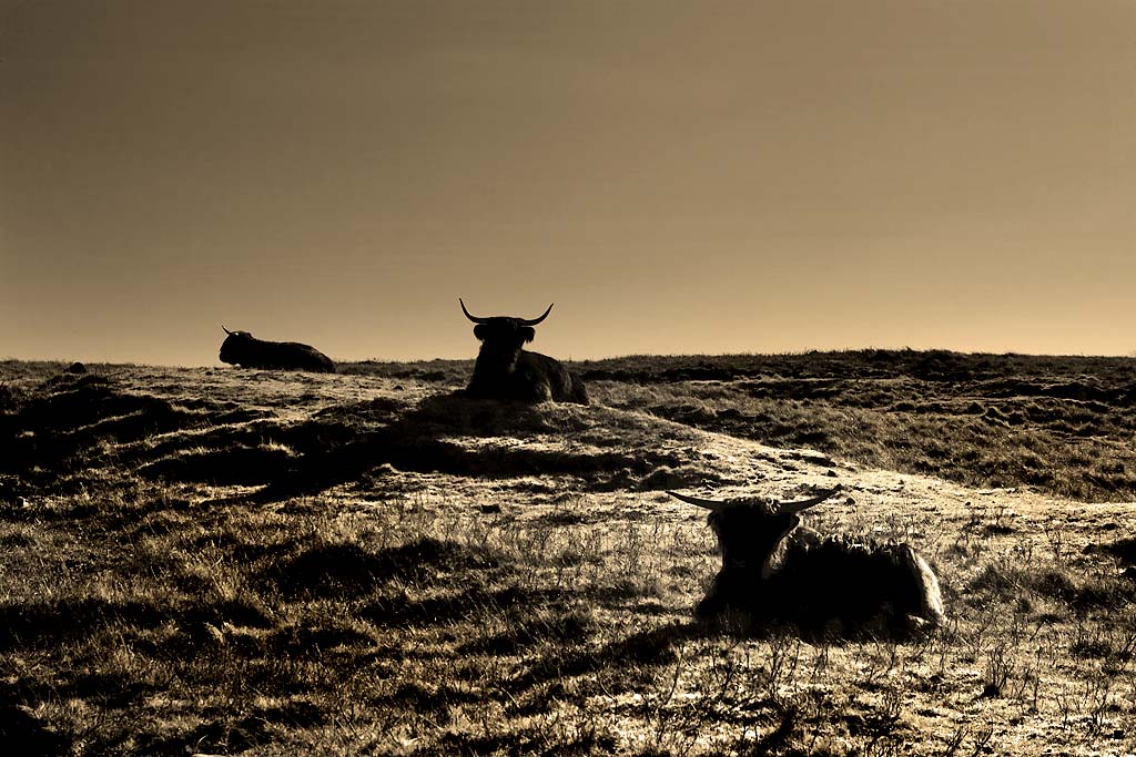 Three Coos