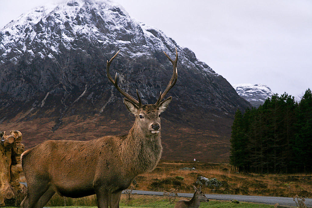 Stag