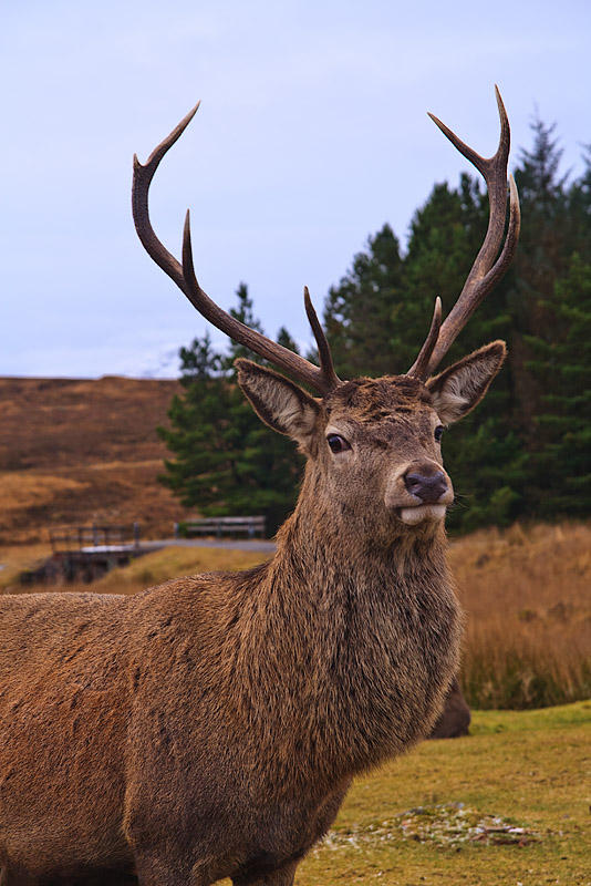 Stag