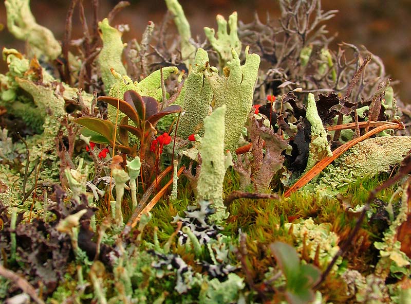 22nd January Mini Garden