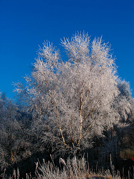 Silver Birch