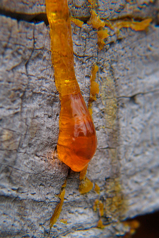 11th February  Raw Amber