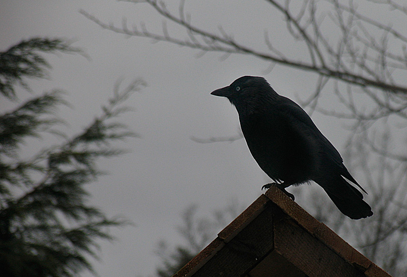 27th February Jackdaw