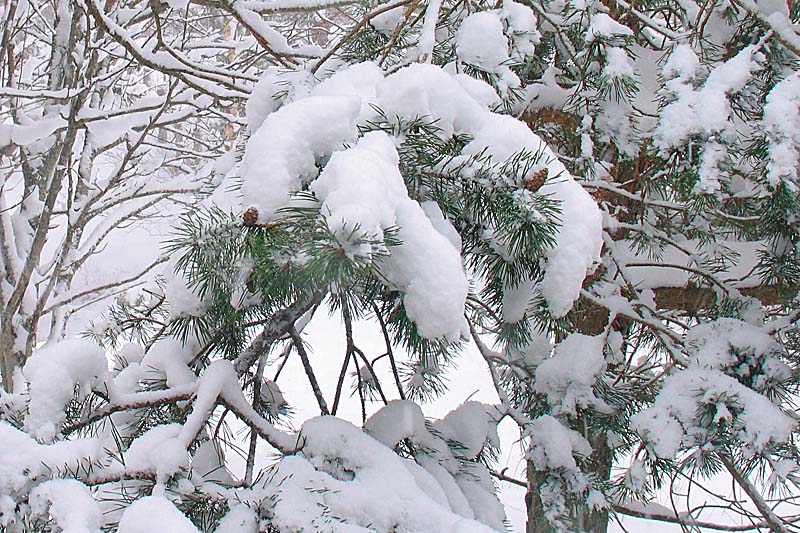 1st March Snow Covered