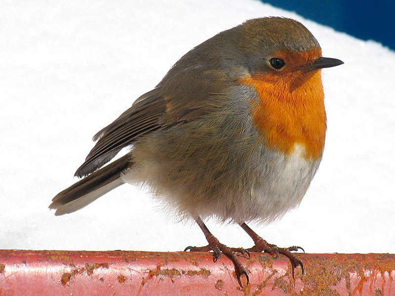 3rd March Robin
