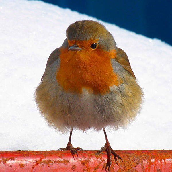 Robin Red Breast