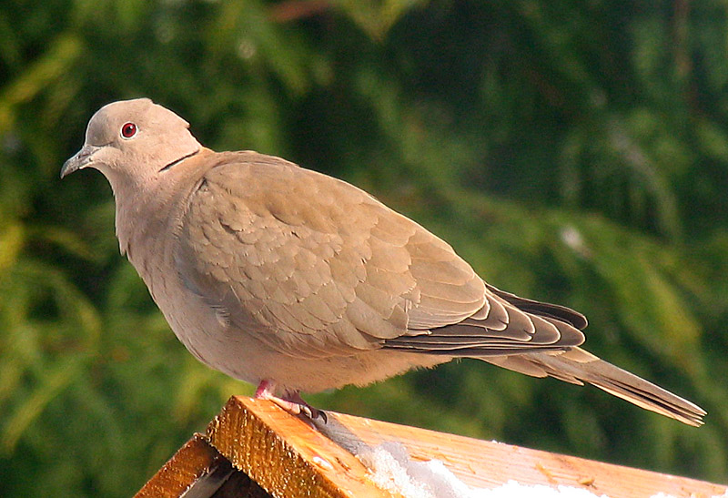 Collard Dove