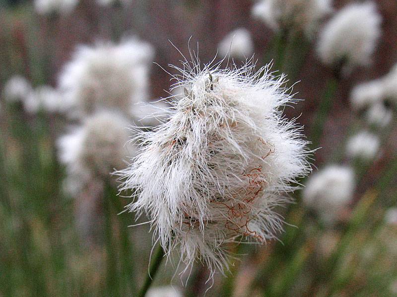 Fluffy