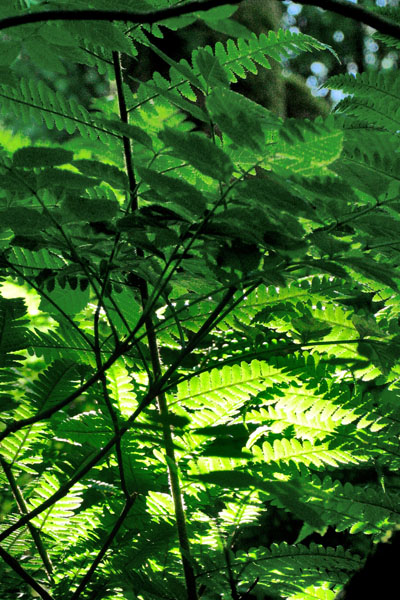 Ferns