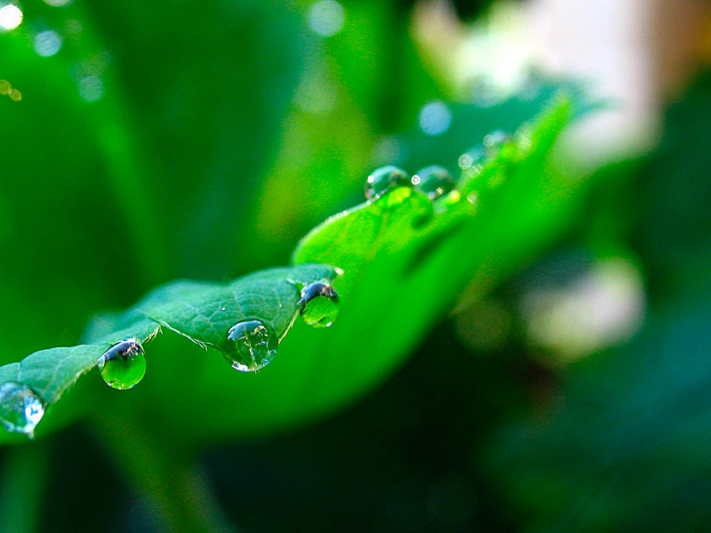 Drops