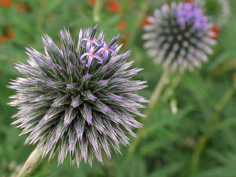 Spiky