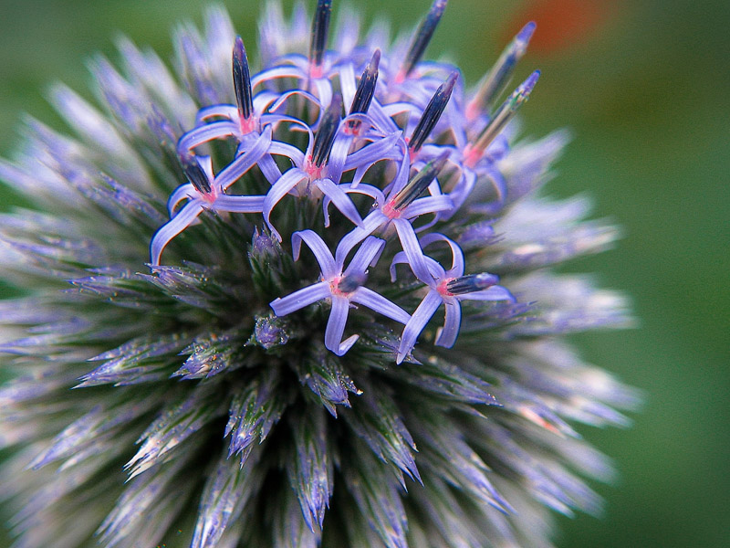 23rd August  Spiky
