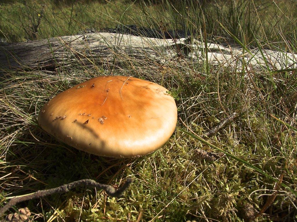 Mushroom-01