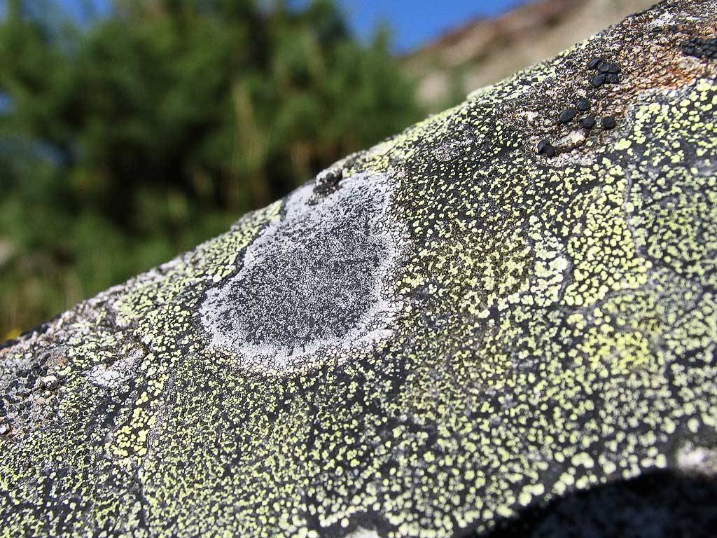 Lichen