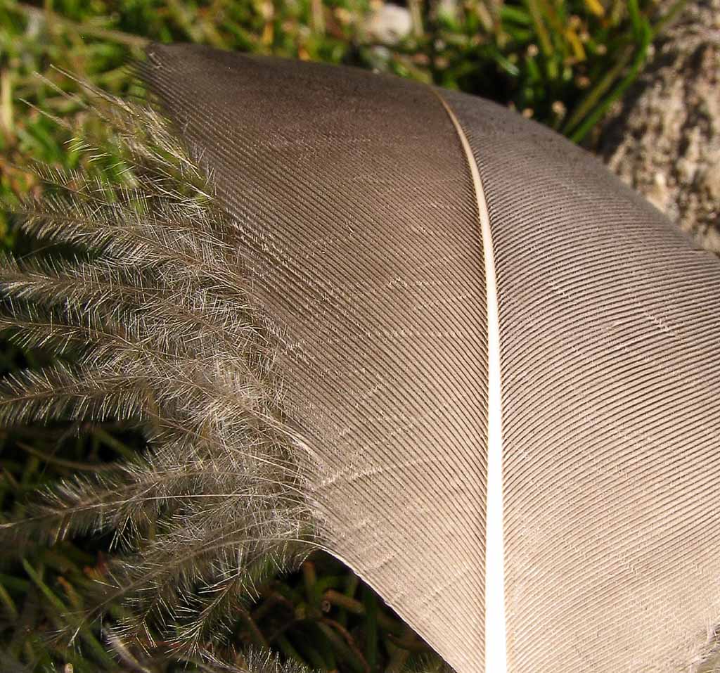 11th September Feather